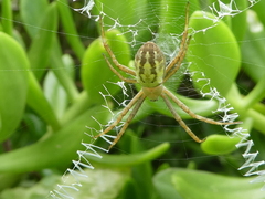 Argiope bullocki
