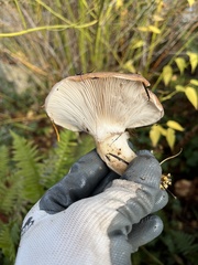 Gomphidius oregonensis