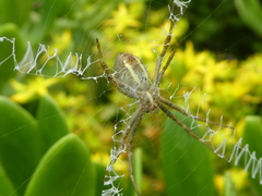 Argiope bullocki