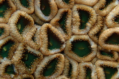 Palythoa mutuki