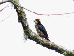 Melanerpes pulcher