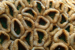 Palythoa mutuki