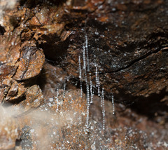 Arachnocampa luminosa