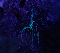 Arachnocampa luminosa