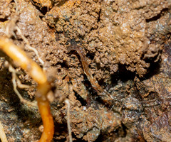 Arachnocampa luminosa