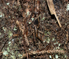 Macropathinae