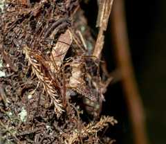 Macropathinae