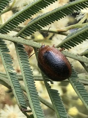 Dicranosterna immaculata