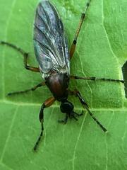Bibio articulatus