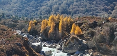 Larix potaninii himalaica