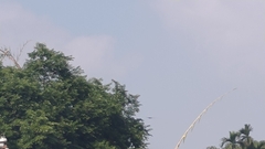 Ictinaetus malaiensis