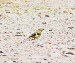 Spinus xanthogastrus