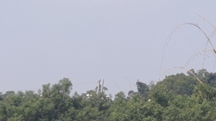 Ictinaetus malaiensis