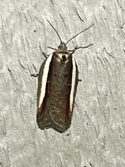 Acleris celiana