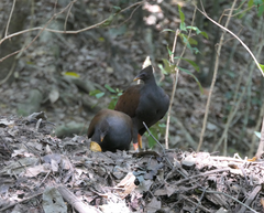 Megapodius reinwardt