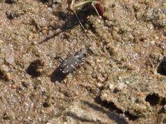 Cicindela duodecimguttata