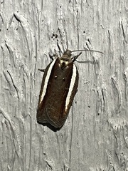 Acleris celiana