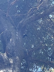 Campephilus magellanicus