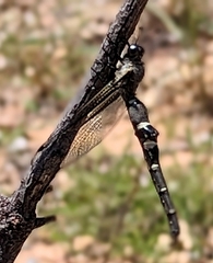 Stilbopteryx walkeri