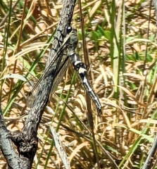 Stilbopteryx walkeri
