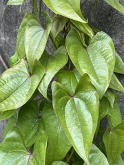 Dioscorea polystachya