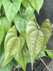 Dioscorea polystachya