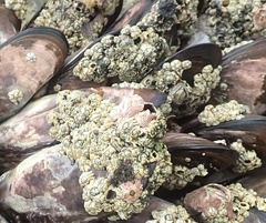 Chthamalus dentatus