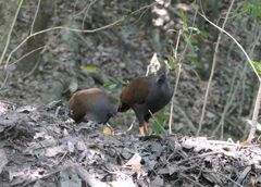 Megapodius reinwardt