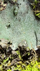 Dermatocarpon muhlenbergii