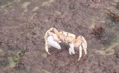 Ocypode ryderi
