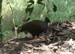 Megapodius reinwardt