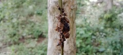 Polychalma multicava