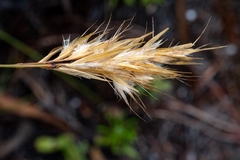 Geochloa