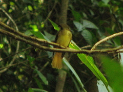Onychorhynchus coronatus