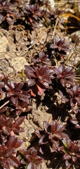 Gaultheria trichophylla