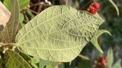 Rhynchosia volubilis