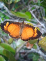 Tegosa anieta