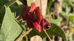 Rhynchosia volubilis