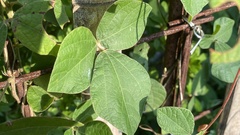 Rhynchosia volubilis