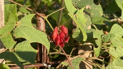 Rhynchosia volubilis