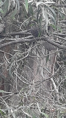 Centropus phasianinus