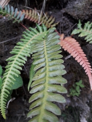 Blechnum