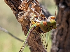 Macrotristria intersecta