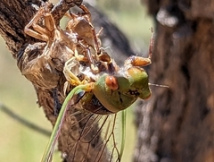 Macrotristria intersecta