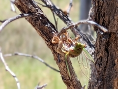 Macrotristria intersecta