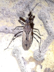 Oncocephalus