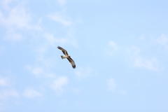 Hieraaetus morphnoides