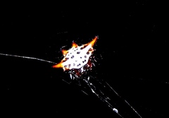 Gasteracantha thomasinsulae