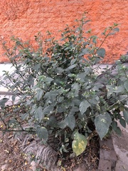 Solanum
