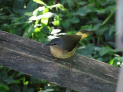 Myiothlypis fulvicauda